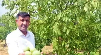 Çağlayancerit Cevizinin Hasadı Başladı