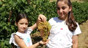 Amasya'nın Taşova ilçesinde Kızgüldüren üzümü hasadı başladı