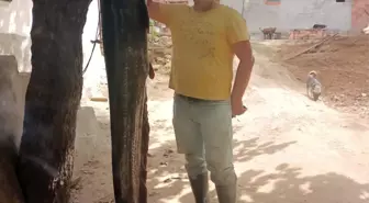 Edirne'de 72 kilogramlık yayın balığı yakalandı