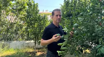 Yüreğir Ziraat Odası Başkanı: Narenciye Üreticileri İçin Destekleme Fiyat İstikrar Fonu Devreye Alınmalı