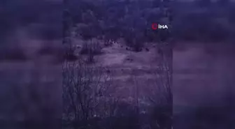 Tescilli narda çiftçilerin domuz nöbeti