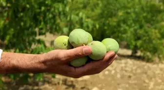 Çağlayancerit Cevizi Hasadı Başladı