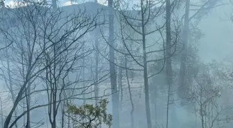 Bolu'da çıkan orman yangını kontrol altına alındı