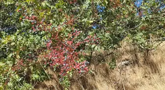 Manisa'da doğal çitlembik hasadıyla ev ekonomisine katkı