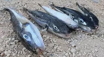 Hatay'da 8 Ayda 19 Bin 904 Balon Balığı Yakalandı