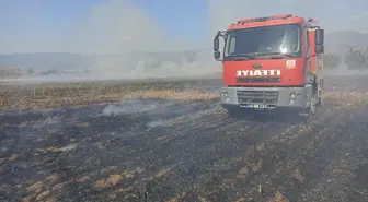 Tokat'ın Niksar ilçesinde çıkan yangında 25 dönümlük alan zarar gördü