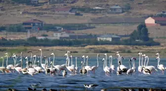 Van Gölü Havzası'nda Flamingoların Sayısı Artıyor