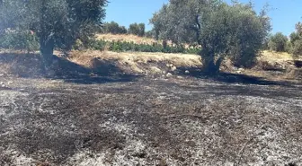 Hatay'ın Arsuz ilçesinde zeytinlik alanda çıkan yangın söndürüldü