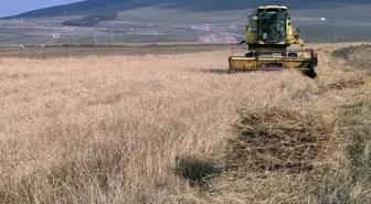 Ardahan'da Kavılca Buğdayı Hasat Dönemi Başladı