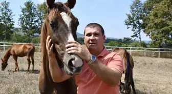 Bilecik'te Girişimci Serhat Akbaş, Yarış Atı Yetiştiriyor