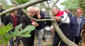 Samsun'da Kahverengi Kokarca İle Mücadele Devam Ediyor