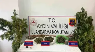 Aydın'da mısır tarlasına uyuşturucu eken şüpheli yakalandı