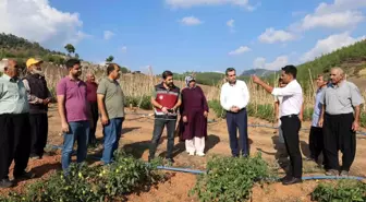 Muhtarın domates bahçesiyle mahalleye gelir sağlaması