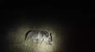 Tunceli'de Bozayılar Yiyecek Ararken Görüntülendi