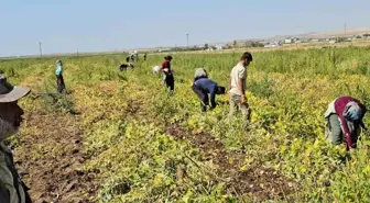 Bitlis'te Fasulye Hasadı Başladı