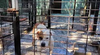 Pitbull Köpek Atı Yaraladı, Belediye Tarafından Yakalandı