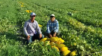 Kırkağaç Kavununda Hasat Başladı