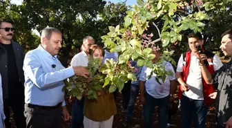 Şanlıurfa Valisi, Fıstık Hasadına Katıldı