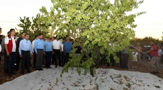 Şanlıurfa'da Badem Hasadı ve Üretim Artışı