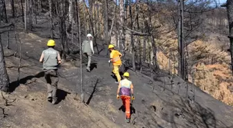 Bolu Göynük'te Orman Yangını Sonrası Ağaçlandırma Çalışmaları Devam Ediyor