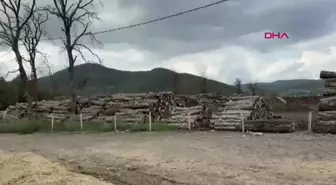 Bartın'da Tomruk Altında Kalan İşçi Hayatını Kaybetti