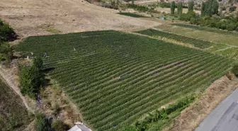 Pozantı'da Çilek Üretimi 11 Yılda 5 Dekardan 900 Dekara Yükseldi