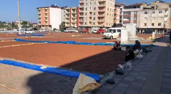 Espiye'de Fındık Kurutma Çalışmaları Devam Ediyor