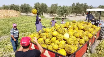 Kırkağaç Kavunu Kış İçin Depolanmaya Başlandı