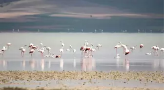 Kırşehir'i Koruma Platformu, Seyfe Gölü koruma alanının daraltılmasına tepki gösterdi