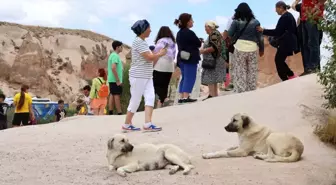 Kapadokya'da Sokak Köpeği Turiste Saldırdı