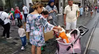 Taksim Meydanı'nda Bebek Arabasında Gezdirilen Köpek İlgi Odağı Oldu