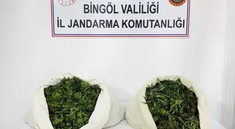 Bingöl'de Uyuşturucu Operasyonu: 3 Bin 78 Kök Kenevir ve 21 Kilo Esrar Ele Geçirildi