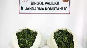 Bingöl'de 3 Bin 78 Kök Kenevir ve 21 Kilo 675 Gram Esrar Ele Geçirildi