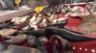 Palamut Avı Hız Kesti: Fiyatlar Yükseliyor