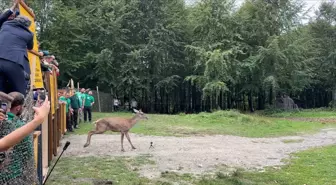 Kızıl Geyikler Doğaya Salındı