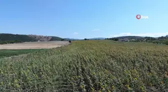 Bilecik'te Yağlık ve Çerezlik Ayçiçeği Hasadı Başladı