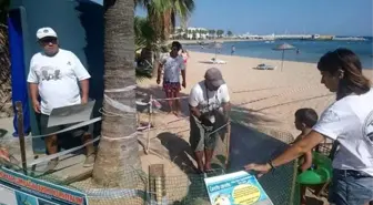 Didim'de Caretta Caretta Kaplumbağaları Bu Yıl Yumurtlamadı