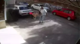 Okuldan Eve Dönen Çocuğu Sokak Köpeği Isırdı