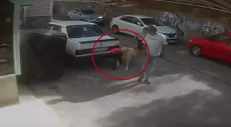 Sokak Köpeği Saldırısında 6 Yaşındaki Çocuk Yaralandı