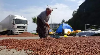 Giresun'da Fındık Rekoltesi ve Randımanı Üreticiyi Yanılttı