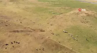 'Kuş Cenneti' Arin Gölü Hayvanların Otlak Alanına Dönüştü