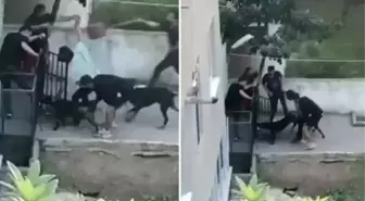 Pitbull dehşeti anbean kamerada! Ne yaptılarsa kurtaramadılar, gencin çığlıkları sokağı inletti