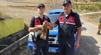 Yaralı Kızıl Şahin Koruma Altına Alındı