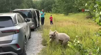 Tatvan'da Vatandaşlar Ayılarla Selfie Çekip Cips İkram Etti