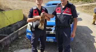 Yaralı Şahin Tedavi Altına Alındı