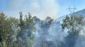 Aydın'da Zeytinlik Alanda Yangın!