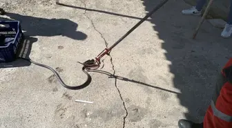 Bodrum'da Teneke Kutuda Sıkışan Yılan Kurtarıldı