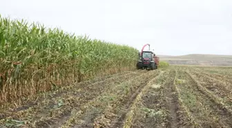 Kars'ta Silajlık Mısır Hasadı Başladı