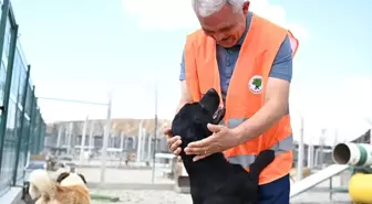 Mamak'ta Sokak Hayvanları İçin Rehabilitasyon Merkezi Ziyareti