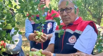 Aydın'da Hünnap Meyvesinin Hasadı Başladı